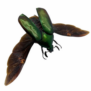 Scarab Flowerbeetle (Agestrata orichalca) (SPREAD) - TaxidermyArtistry