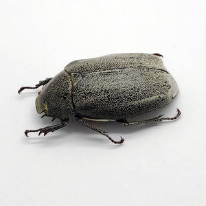 Scarab Stag Beetle (Melolonthinae sp 02) - TaxidermyArtistry