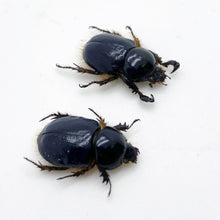 Scarabs Beetle (peltonotus morio) (PAIR) - TaxidermyArtistry