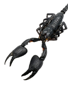 Scorpion Heterometrus Cyaneus - TaxidermyArtistry