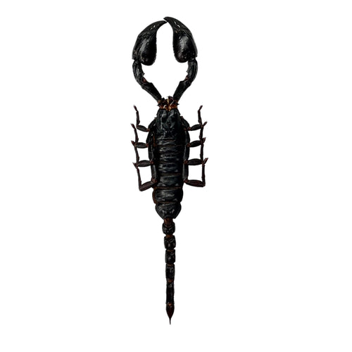 Scorpion (Heterometrus Laoticus) - TaxidermyArtistry
