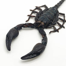 Scorpion Heterometrus Liophysa - TaxidermyArtistry