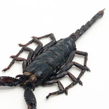 Scorpion Heterometrus Liophysa - TaxidermyArtistry