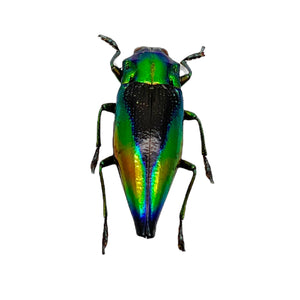 Shiny Green Jewel Beetle Cyphogastra calepyga - TaxidermyArtistry