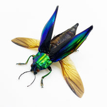 Shiny Green Jewel Beetle Cyphogastra calepyga (Spread) - TaxidermyArtistry