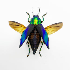 Shiny Green Jewel Beetle Cyphogastra calepyga (Spread) - TaxidermyArtistry