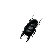 Short Horn Stag Beetle (Dorcus alcides) - TaxidermyArtistry
