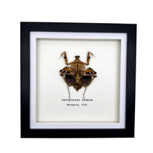 Southeast Asian Dead Leaf Mantis Frame (Deroplatys lobata) - TaxidermyArtistry