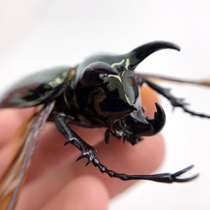 (Spread) Atlas Beetle Chalcosoma keyboh - TaxidermyArtistry