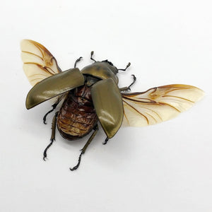 (Spread) Bronze Golden Beetle Allotopus rosenbergi Insect - TaxidermyArtistry