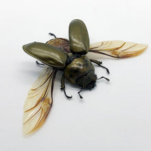 (Spread) Bronze Golden Beetle Allotopus rosenbergi Insect - TaxidermyArtistry