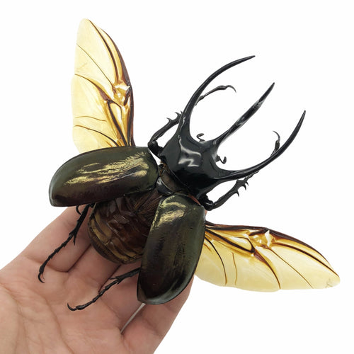 (Spread) Huge Atlas Beetle Chalcosoma chiron Indonesian insect - TaxidermyArtistry