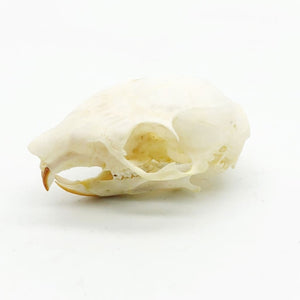 Squirrel Skull Callosciurus notatus - TaxidermyArtistry