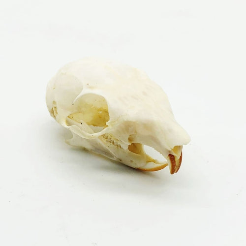 Squirrel Skull Callosciurus notatus - TaxidermyArtistry