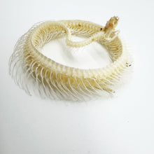 Striped Keelback Snake Full Skeleton (Xenochrophis vittatus) Osteological Specimen - TaxidermyArtistry