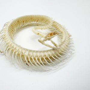 Striped Keelback Snake Full Skeleton (Xenochrophis vittatus) Osteological Specimen - TaxidermyArtistry