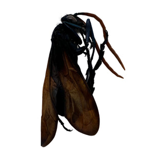 Tarantula HAWK Wasp (Pepsis heros) Insect - TaxidermyArtistry