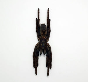 Tarantula Spider Eurypelma spinicrus - TaxidermyArtistry