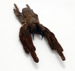 Tarantula Spider Eurypelma spinicrus - TaxidermyArtistry