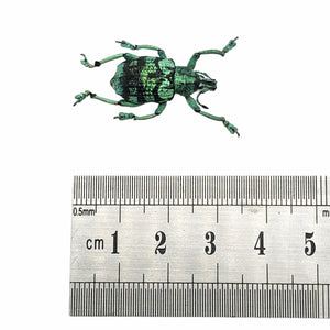 Teal Weevil Beetle (Eupholus chevrolati) - TaxidermyArtistry