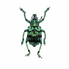 Teal Weevil Beetle (Eupholus chevrolati) - TaxidermyArtistry