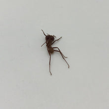 Ten (x10) Atta sexdens Leaf Cutter Ant Peru - TaxidermyArtistry
