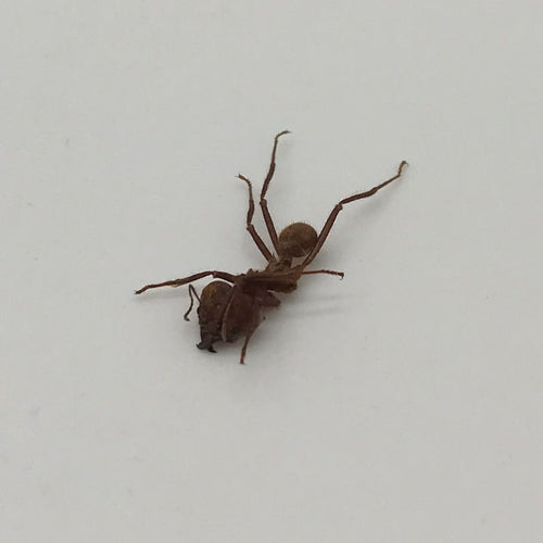 Ten (x10) Atta sexdens Leaf Cutter Ant Peru - TaxidermyArtistry