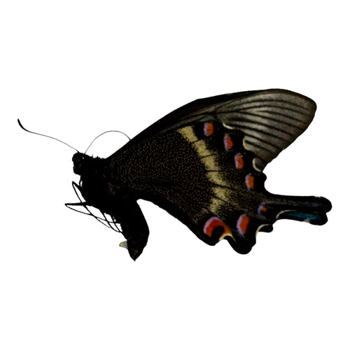 The Alpine Black Swallowtail Butterfly (Papilio maackii) - TaxidermyArtistry