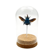 The Blue Carpenter Bee Mounted in a Glass Dome Bell Jar (Xylocopa caerulea) - TaxidermyArtistry
