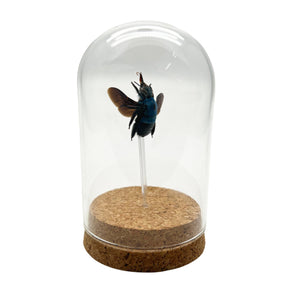 The Blue Carpenter Bee Mounted in a Glass Dome Bell Jar (Xylocopa caerulea) - TaxidermyArtistry