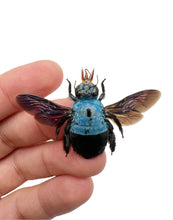 The Blue Carpenter Bee Xylocopa caerulea (F) - TaxidermyArtistry