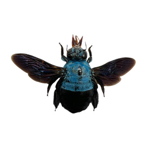 The Blue Carpenter Bee Xylocopa caerulea (F) - TaxidermyArtistry