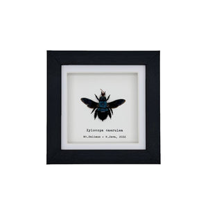 The Blue Carpenter Bee (Xylocopa caerulea) Framed Specimen - TaxidermyArtistry