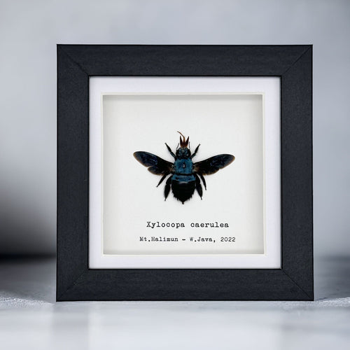 The Blue Carpenter Bee (Xylocopa caerulea) Framed Specimen - TaxidermyArtistry