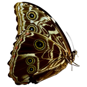 The Deidamia Scarce Morpho Butterfly FEMALE (Morpho deidamia) - TaxidermyArtistry