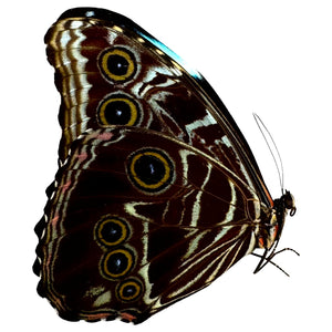 The Deidamia Scarce Morpho Butterfly MALE (Morpho deidamia) - TaxidermyArtistry