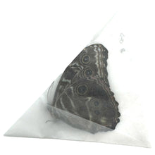 The Deidamia Scarce Morpho Butterfly MALE (Morpho deidamia) - TaxidermyArtistry