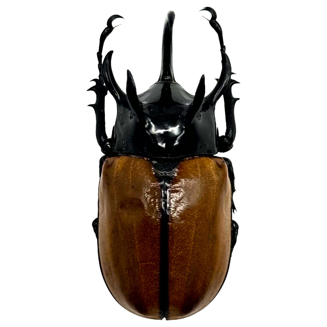 The Five-Horned Rhinoceros Beetle (Eupatorus gracilicornis) - TaxidermyArtistry