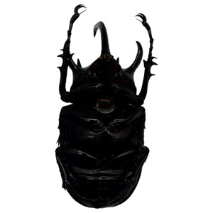The Five-Horned Rhinoceros Beetle (Eupatorus gracilicornis) - TaxidermyArtistry
