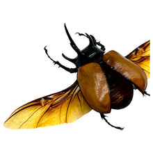 The Five-Horned Rhinoceros Beetle (Eupatorus gracilicornis) Spread - TaxidermyArtistry