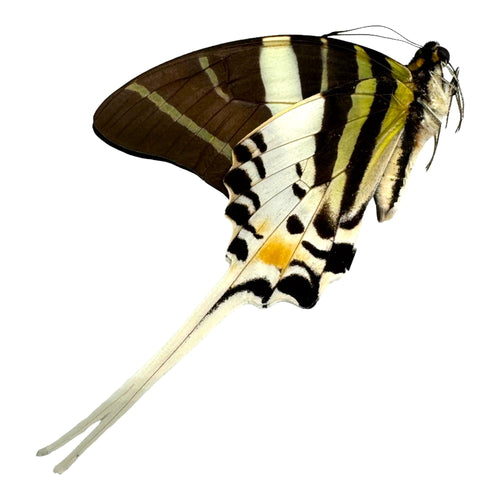 The Giant Swordtail Butterfly (Graphium androcles) - TaxidermyArtistry