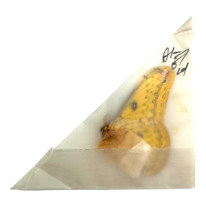 The Golden Emperor Moth (Loepa diversiocellata) - TaxidermyArtistry