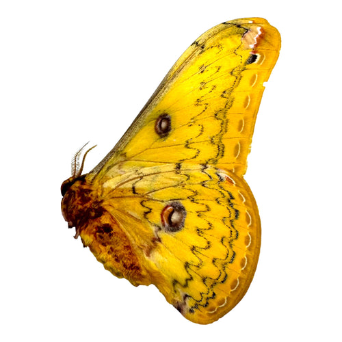 The Golden Emperor Moth (Loepa diversiocellata) - TaxidermyArtistry