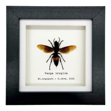 The Greater Banded Tiger Hornet Frame (Vespa tropica) - TaxidermyArtistry