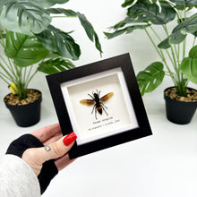 The Greater Banded Tiger Hornet Frame (Vespa tropica) - TaxidermyArtistry