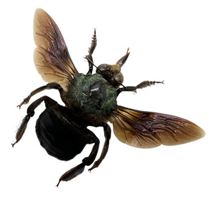 The Green Carpenter Bee Xylocopa caerulea (M) - TaxidermyArtistry