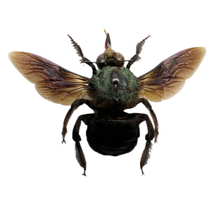 The Green Carpenter Bee Xylocopa caerulea (M) - TaxidermyArtistry