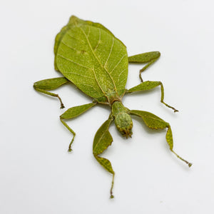 The Hausleithner's Stick Leaf Insect (Phyllium hausleithneri) - TaxidermyArtistry