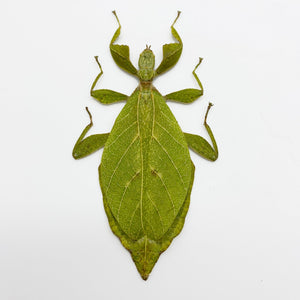 The Hausleithner's Stick Leaf Insect (Phyllium hausleithneri) - TaxidermyArtistry