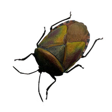 The Khayu Shield Bug (Pycanum oculatum) Insect - TaxidermyArtistry